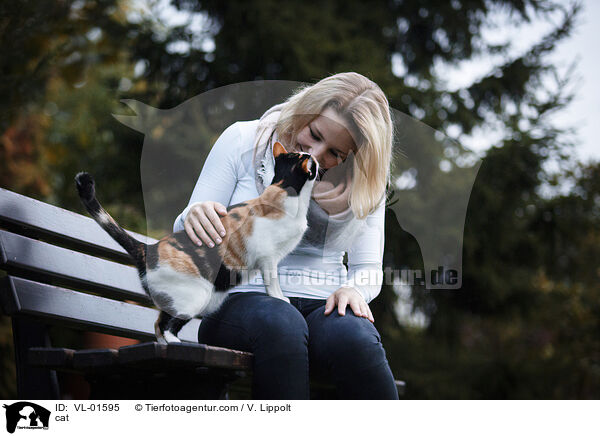 Katze / cat / VL-01595