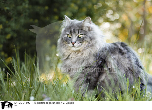 Katze / cat / VL-01602