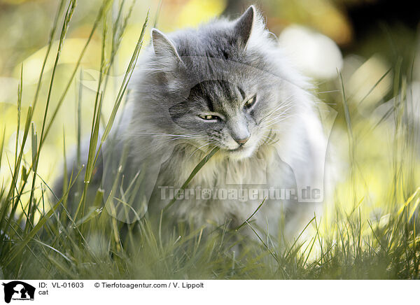 Katze / cat / VL-01603