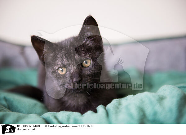 Hauskatze / domestic cat / HBO-07469