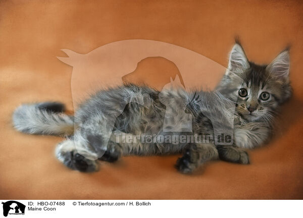 Maine Coon / Maine Coon / HBO-07488