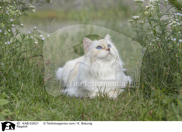 Ragdoll / Ragdoll / KAB-02621