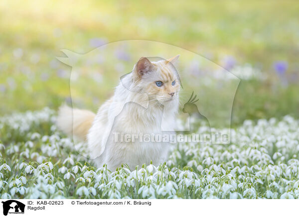 Ragdoll / Ragdoll / KAB-02623