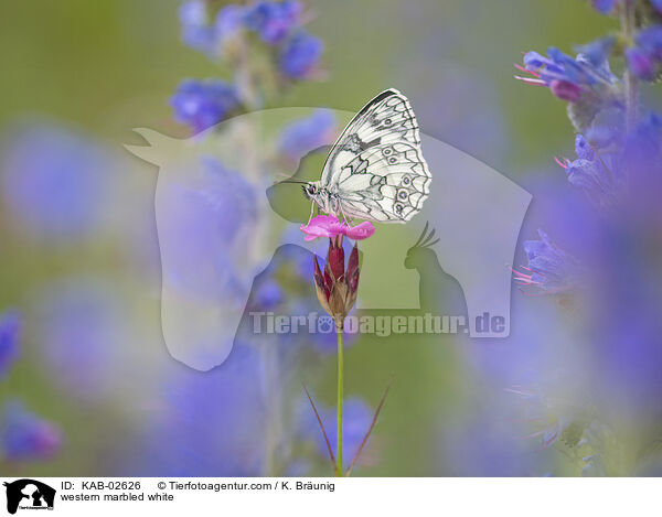 western marbled white / KAB-02626