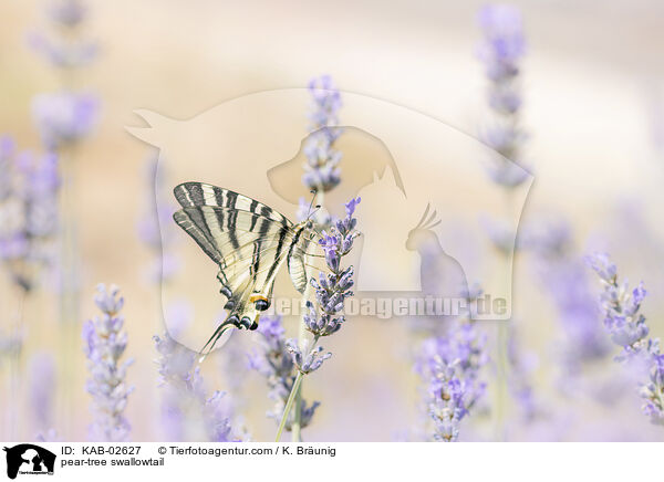 pear-tree swallowtail / KAB-02627