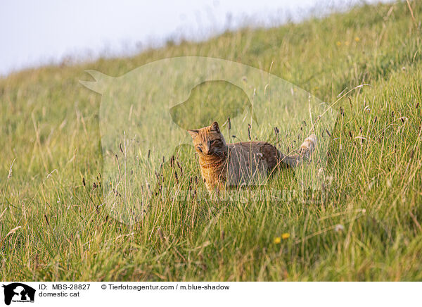 Hauskatze / domestic cat / MBS-28827