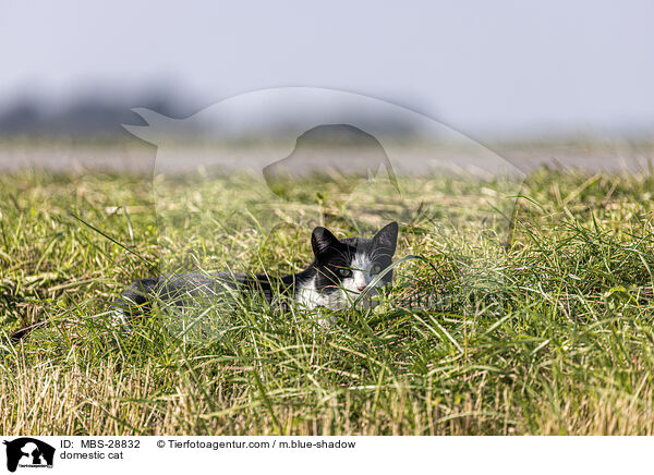 Hauskatze / domestic cat / MBS-28832