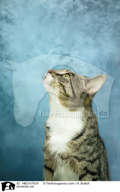 Hauskatze / domestic cat / HBO-07630