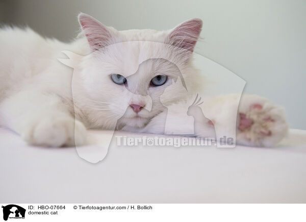 Hauskatze / domestic cat / HBO-07664