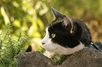 domestic cat portrait