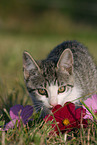 young kitty