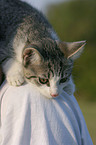 young cat