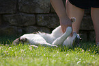 playing cat