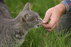 domestic cat