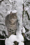 cat in snow