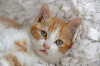 lying cat