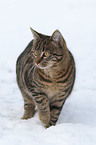 cat in snow