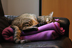domestic cat