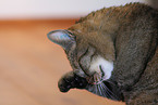 domestic cat