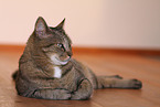 domestic cat