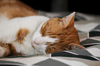 domestic cat