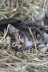 domestic kitten