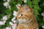 domestic cat
