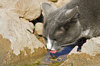 drinking cat