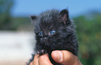 kitten