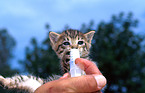 feeding kitten