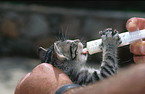 feeding a kitten