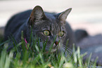 domestic cat