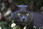 domestic cat