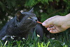 domestic cat