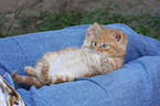 kitten