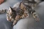 kitten