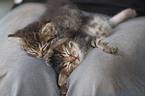 kitten