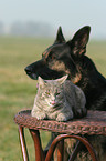 domestic cat