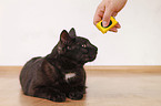 black domestic cat