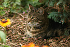 domestic cat