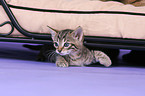 kitten
