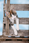 kitten with wooden box