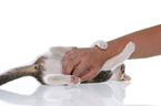 playing kitten