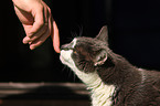 domestic cat portrait