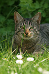 lying domestic cat