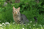 sitting domestic cat