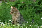 sitting domestic cat