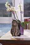 sitting domestic cat