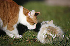 domestic cat