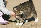 kid and domestic cat